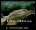 De oorsprong der soorten video
