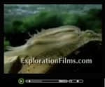 Origin of Species Video - Watch this short video clip