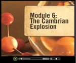 The Cambrian Explosion - Watch this short video clip
